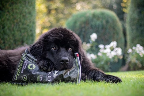 Riverwood Junior Large Breed - Eend / Kalkoen / Fazant  Riverwood Junior Large Breed - Eend / Kalkoen / Fazant